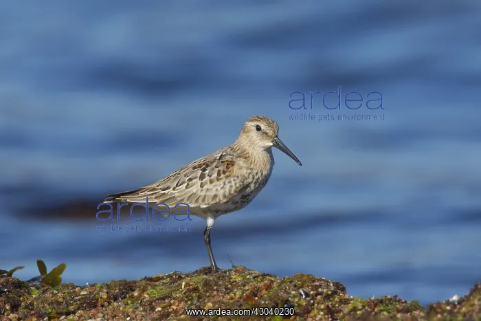  : Dunlin - adult bird - Sweden