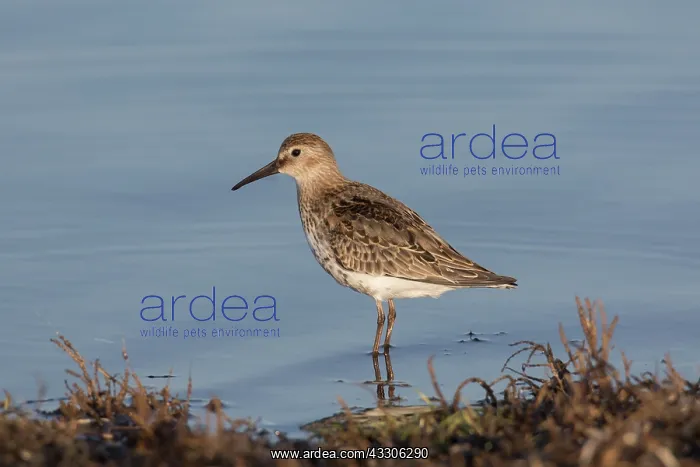 : Dunlin - adult bird in winter plumage - Germany : Dunlin - adult bird in winter plumage - Germany