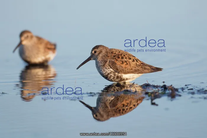 : Dunlin - adult birds in breeding plumage - Germany : Dunlin - adult birds in breeding plumage - Germany