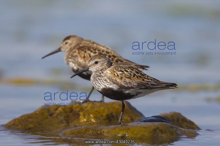 : Dunlin - adult birds resting on stone - Sweden : Dunlin - adult birds resting on stone - Sweden