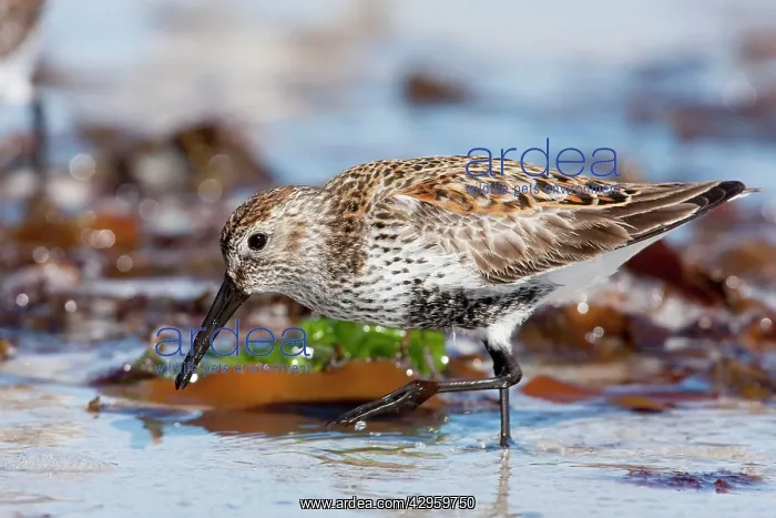 : Dunlin - adult feeding on foreshore : Dunlin - adult feeding on foreshore