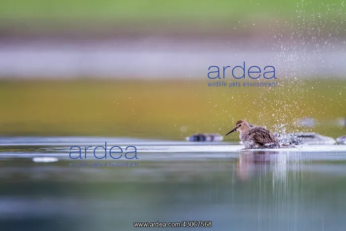 : Dunlin (Calidris alpina) bathing, Guadalix de la : Dunlin (Calidris alpina) bathing, Guadalix de la