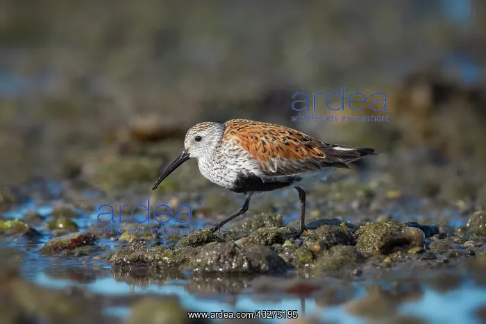 : Dunlin, Calidris alpina. In Breeding plumage during migratio : Dunlin, Calidris alpina. In Breeding plumage during migratio