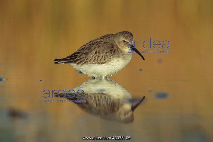 : Dunlin Calidris alpina Feeding along Connecticut shore : Dunlin Calidris alpina Feeding along Connecticut shore