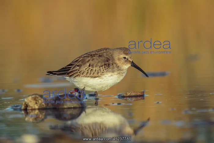 : Dunlin Calidris alpina Feeding along Connecticut shore : Dunlin Calidris alpina Feeding along Connecticut shore