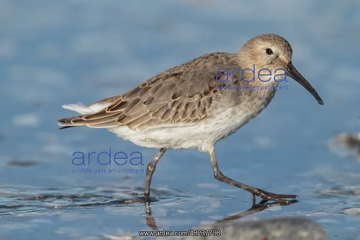  : Dunlin Calidris alpina Feeding along Connecticut shore
