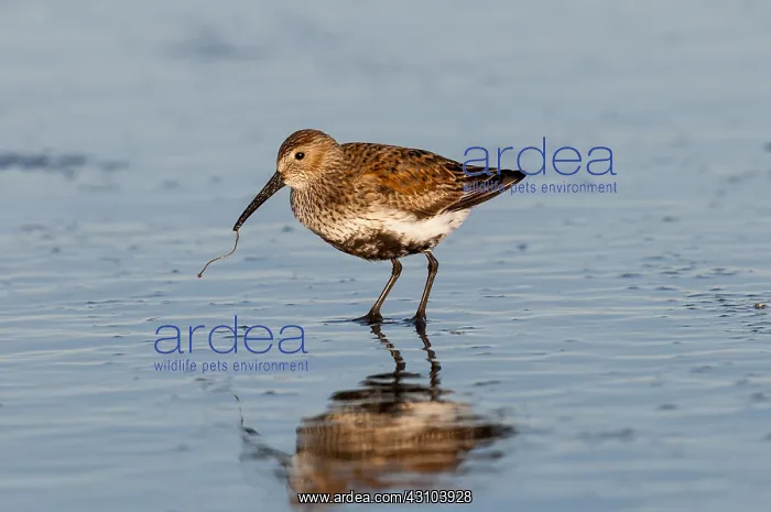  : Dunlin (Calidris alpina) feeding along ocean beach