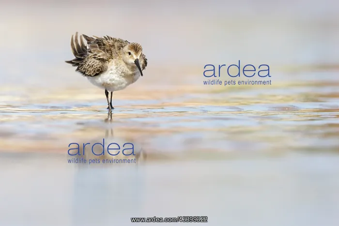 : Dunlin (calidris alpina) - feeding on shore - Asturias : Dunlin (calidris alpina) - feeding on shore - Asturias