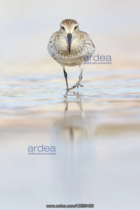 : Dunlin (calidris alpina) - feeding on shore - Asturias : Dunlin (calidris alpina) - feeding on shore - Asturias