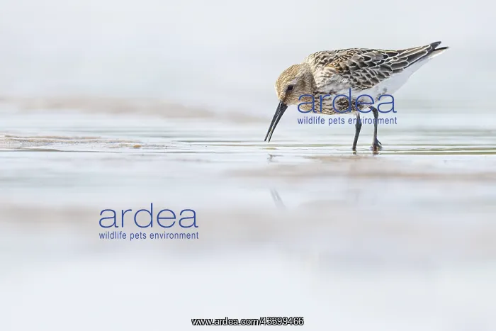 : Dunlin (calidris alpina) - feeding on shore - Asturias : Dunlin (calidris alpina) - feeding on shore - Asturias