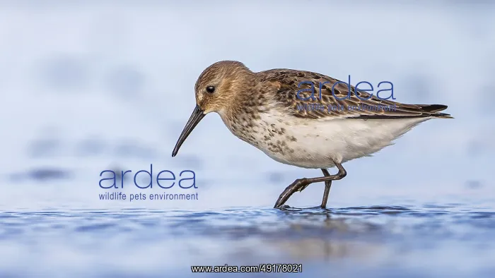 : Dunlin (Calidris alpina) foraging on shoreline : Dunlin (Calidris alpina) foraging on shoreline