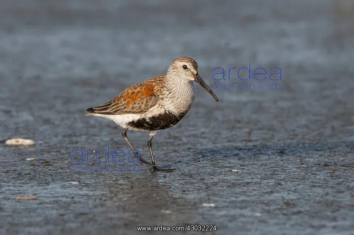 : Dunlin (Calidris alpina) in spring breeding plumage : Dunlin (Calidris alpina) in spring breeding plumage
