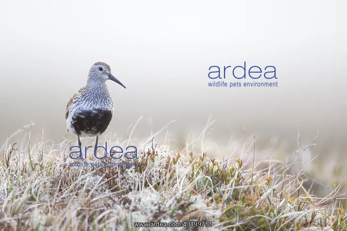 : Dunlin (Calidris Alpina) standing on tundra, No : Dunlin (Calidris Alpina) standing on tundra, No