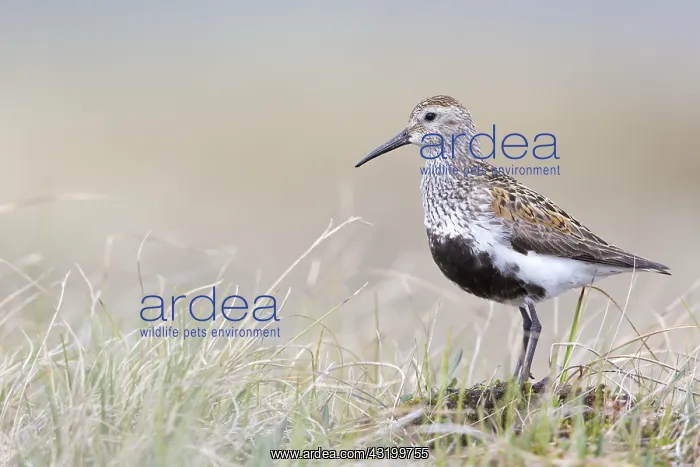 : Dunlin (Calidris Alpina) standing on tundra, No : Dunlin (Calidris Alpina) standing on tundra, No