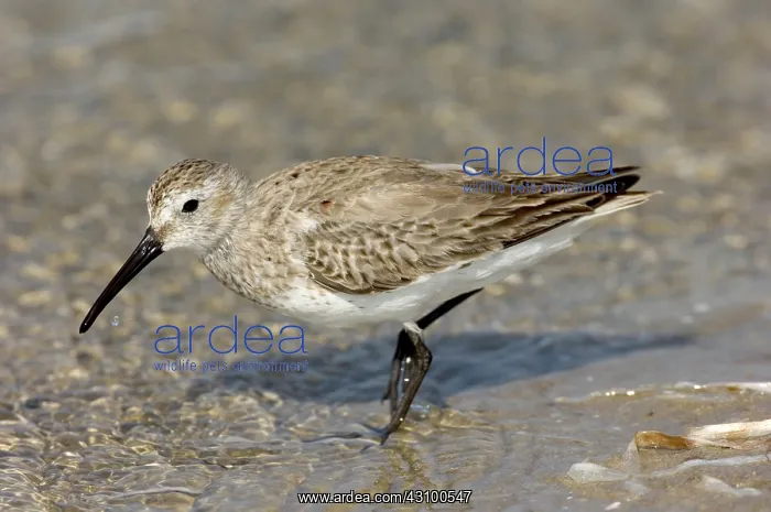 : Dunlin (Calidris alpina) in winter plumage : Dunlin (Calidris alpina) in winter plumage