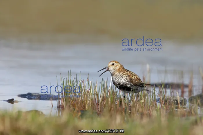 : Dunlin - calling : Dunlin - calling