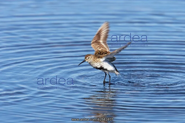 : Dunlin - drying wings after bathing : Dunlin - drying wings after bathing