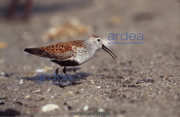  : DUNLIN - Eating Horseshoe  /  King crab eggs