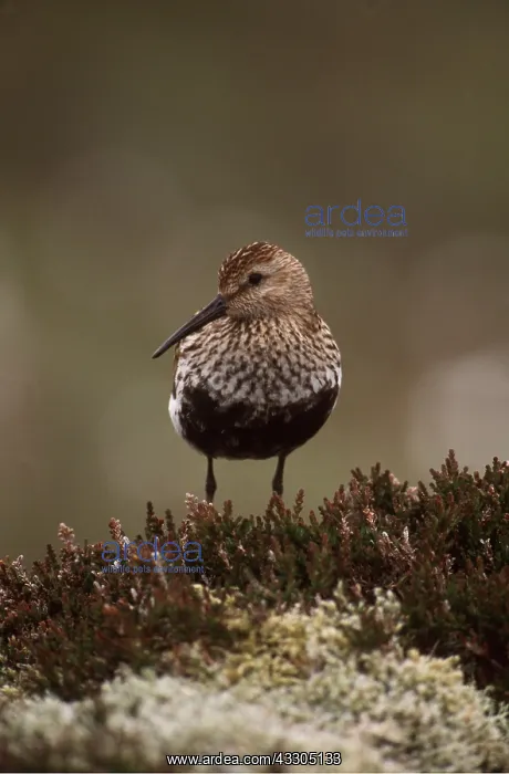 : DUNLIN - facing : DUNLIN - facing