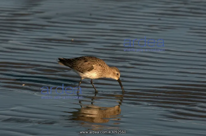  : Dunlin Feeding