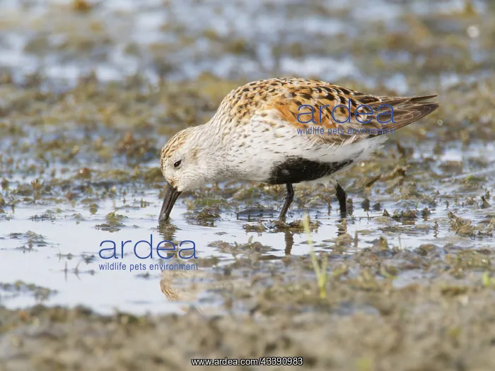: Dunlin - feeding Calidris alpina Howards Marsh : Dunlin - feeding Calidris alpina Howards Marsh