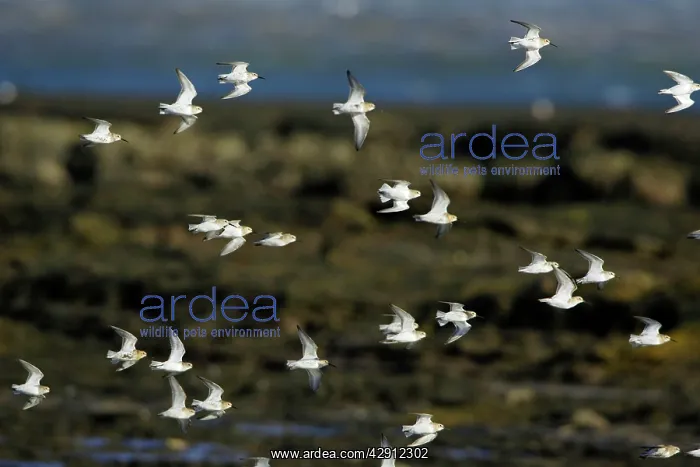 : Dunlin - Feeding on coast at low tide, in winter plumage : Dunlin - Feeding on coast at low tide, in winter plumage