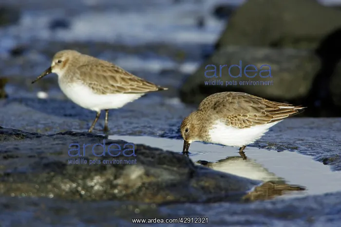 : Dunlin - Feeding on coast at low tide, in winter plumage : Dunlin - Feeding on coast at low tide, in winter plumage