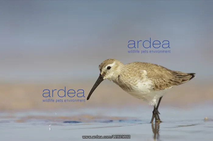 : Dunlin feeding on mudflats : Dunlin feeding on mudflats