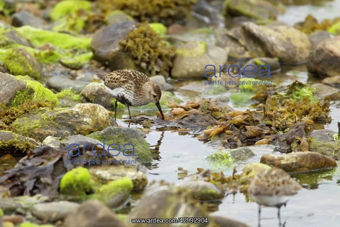 : Dunlin - feeding in rock pool at low tide : Dunlin - feeding in rock pool at low tide