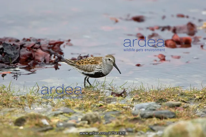 : Dunlin - Feeding along seashore - showing black belly patch : Dunlin - Feeding along seashore - showing black belly patch