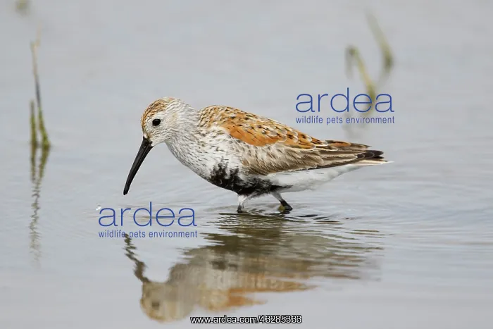 : Dunlin - feeding in shallow lagoon on migration : Dunlin - feeding in shallow lagoon on migration