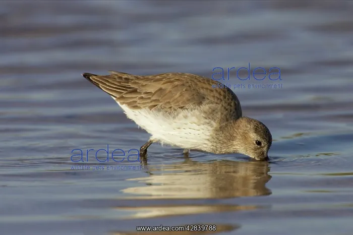 : Dunlin feeding in shallow water : Dunlin feeding in shallow water