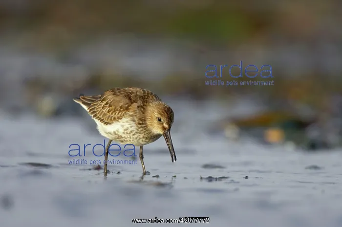 : Dunlin - Feeding at shoreline in winter : Dunlin - Feeding at shoreline in winter