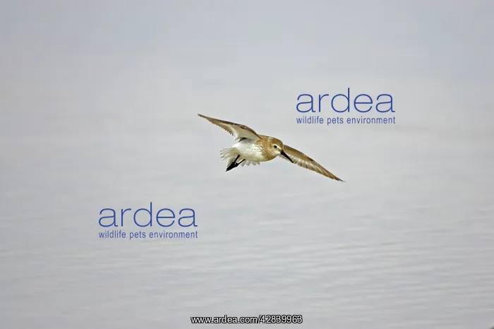 : Dunlin in flight : Dunlin in flight