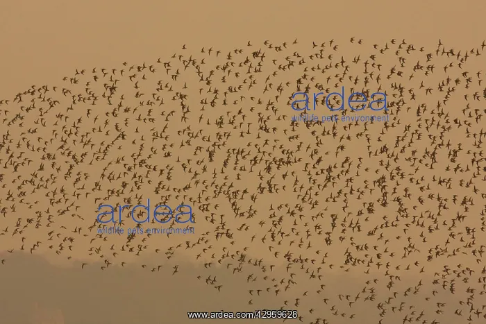 : Dunlin - in flight - A large flock of dunlin stream : Dunlin - in flight - A large flock of dunlin stream