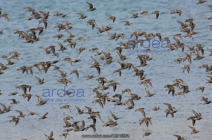 : Dunlin - flock. April : Dunlin - flock. April