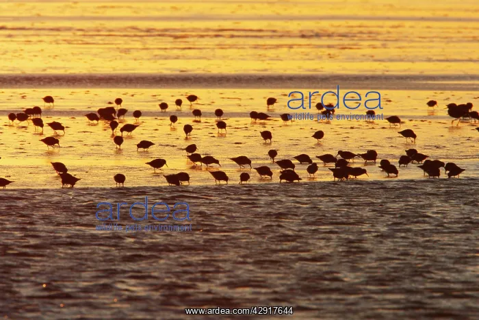 : Dunlin - flock feeding on mudflats at dawn, autumn : Dunlin - flock feeding on mudflats at dawn, autumn