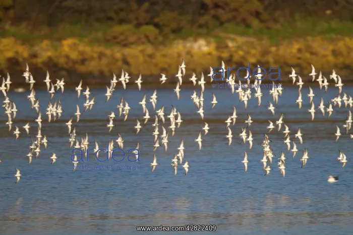 : Dunlin - flock in flight : Dunlin - flock in flight
