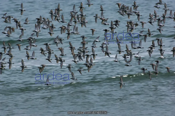 : Dunlin flock in flight over water : Dunlin flock in flight over water