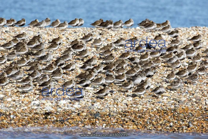 : Dunlin flock in summer plumage on pebble spit on : Dunlin flock in summer plumage on pebble spit on
