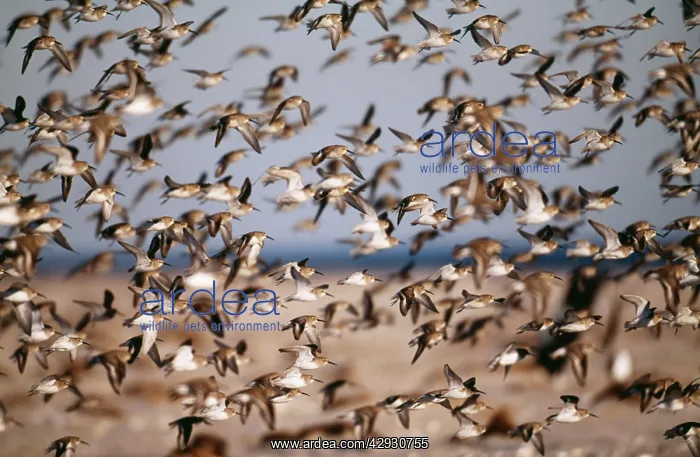 : Dunlin - flock in winter : Dunlin - flock in winter
