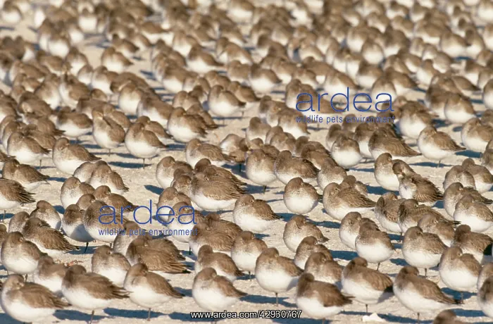 : DUNLIN - flock in winter : DUNLIN - flock in winter