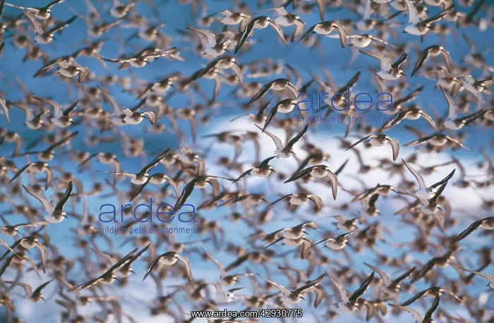 : DUNLIN - flock, in winter : DUNLIN - flock, in winter