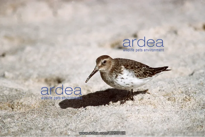 : DUNLIN - on ground : DUNLIN - on ground