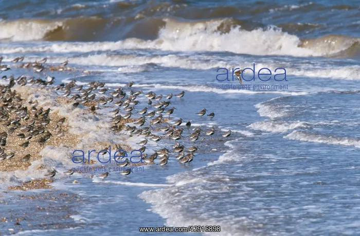 : DUNLIN - at incoming tide : DUNLIN - at incoming tide