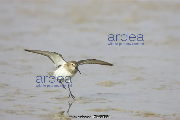 : Dunlin landing
