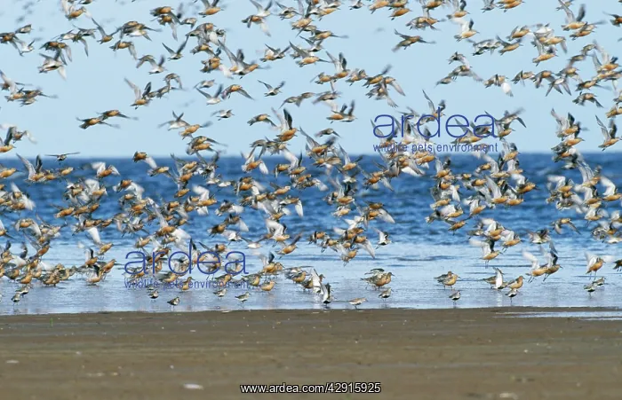 : DUNLIN - Mass flock in flight on beach : DUNLIN - Mass flock in flight on beach