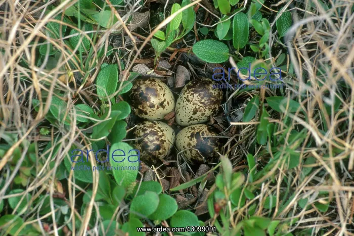: Dunlin Nest and Eggs : Dunlin Nest and Eggs