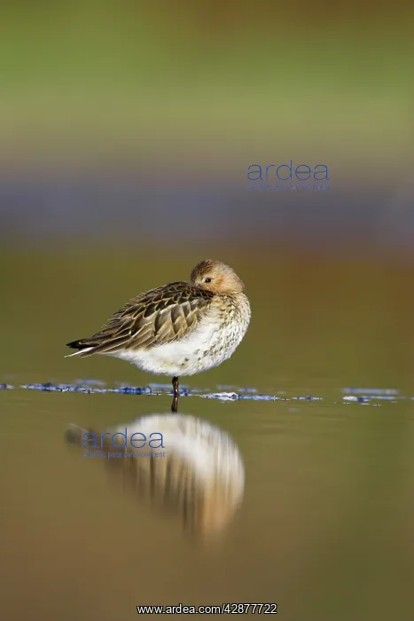 : Dunlin - Roosting in shallow water : Dunlin - Roosting in shallow water