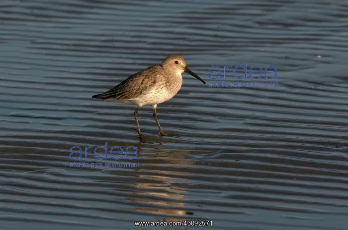 : Dunlin on Shore : Dunlin on Shore